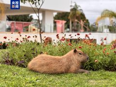 <b>跟着习看世友情像长江和亚马孙河一样飞跃不息</b>